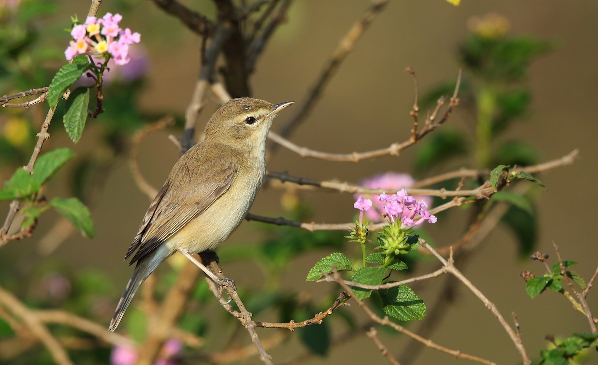 Booted Warbler - Albin Jacob