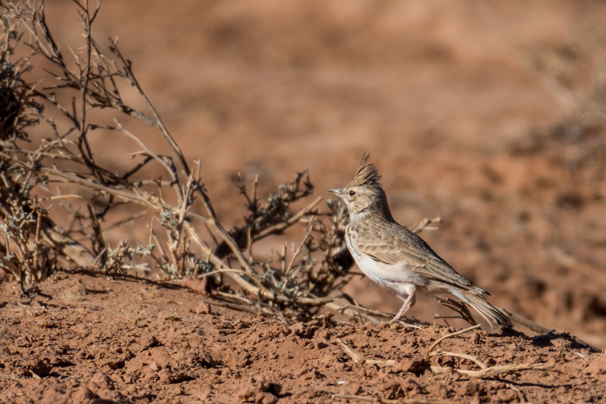 Crested Lark (Crested) - ML81854521