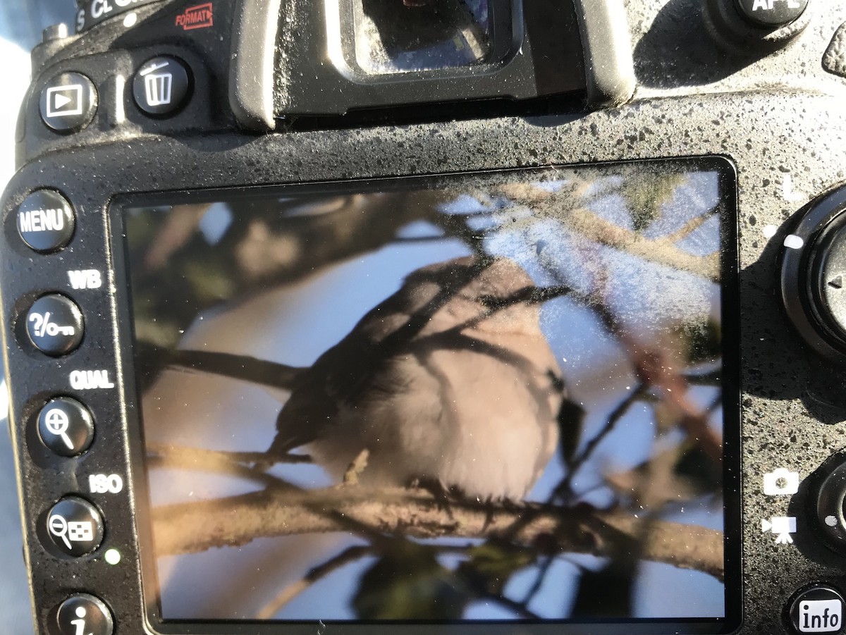 Northern Mockingbird - ML81855061