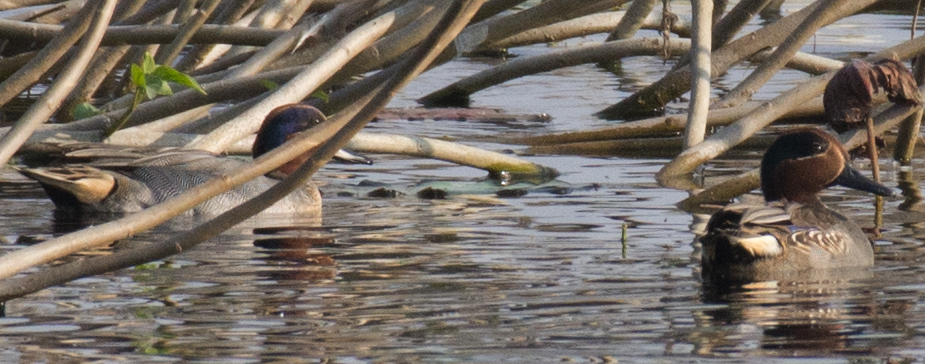 Green-winged Teal - ML81855131