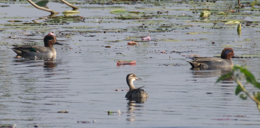 Green-winged Teal - ML81855311