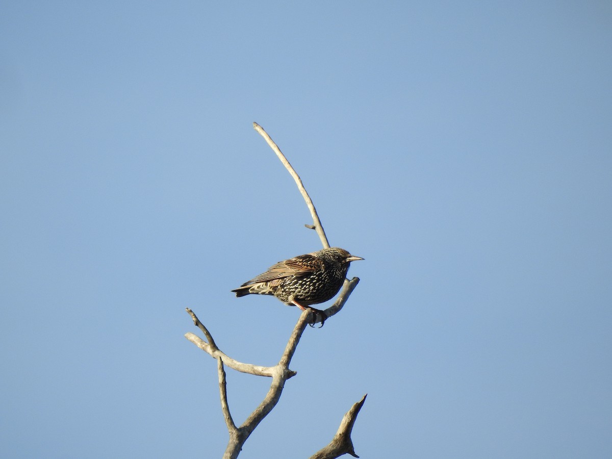 European Starling - ML81856341