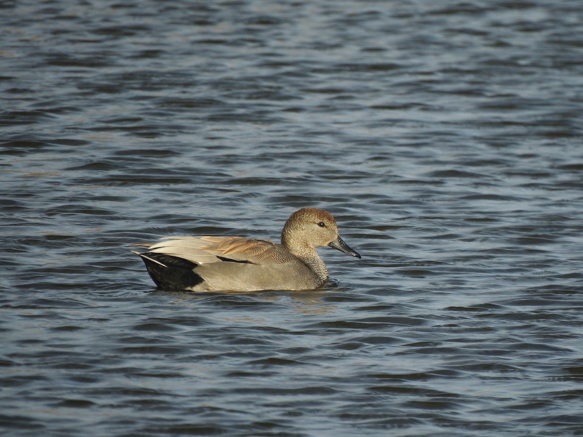 Gadwall - ML81856851