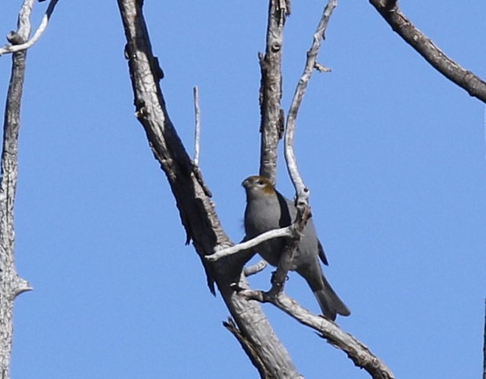 Pine Grosbeak - ML81856941