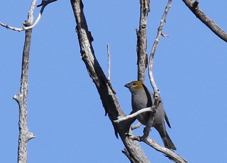 Pine Grosbeak - ML81856951