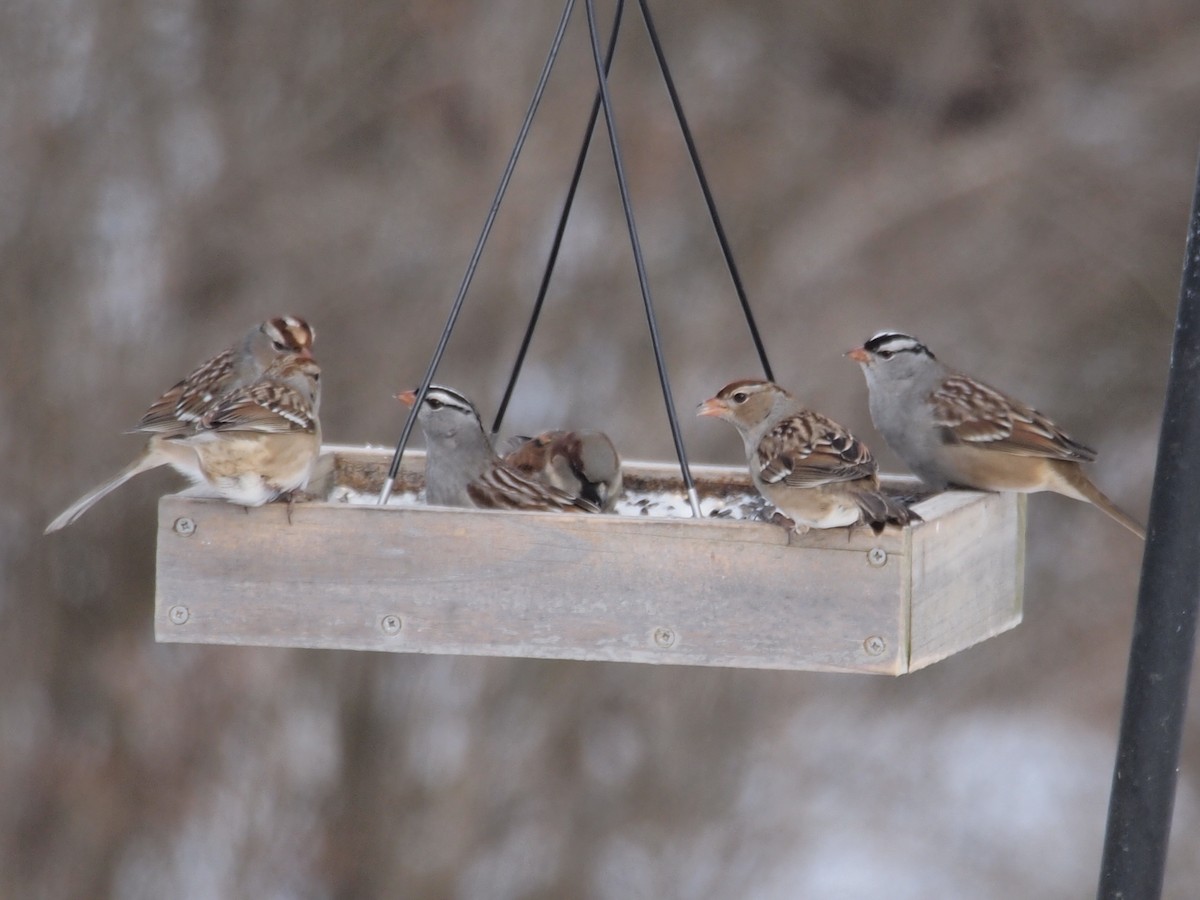 White-crowned Sparrow - Joshua Snodgrass