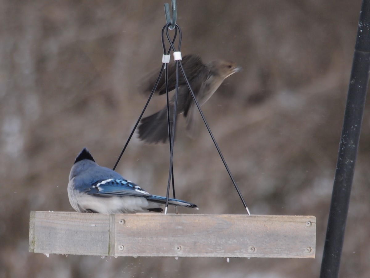 Brown-headed Cowbird - ML81857501