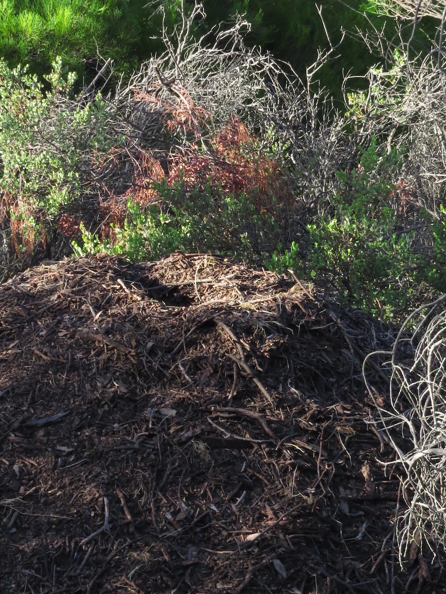 Malleefowl - David and Regan Goodyear