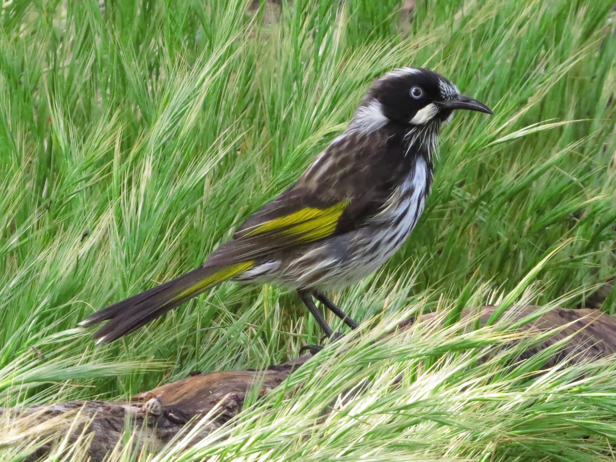 New Holland Honeyeater - ML81859981