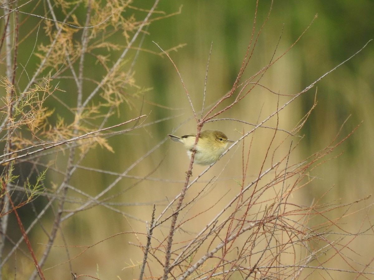 Mosquitero Común - ML81860041