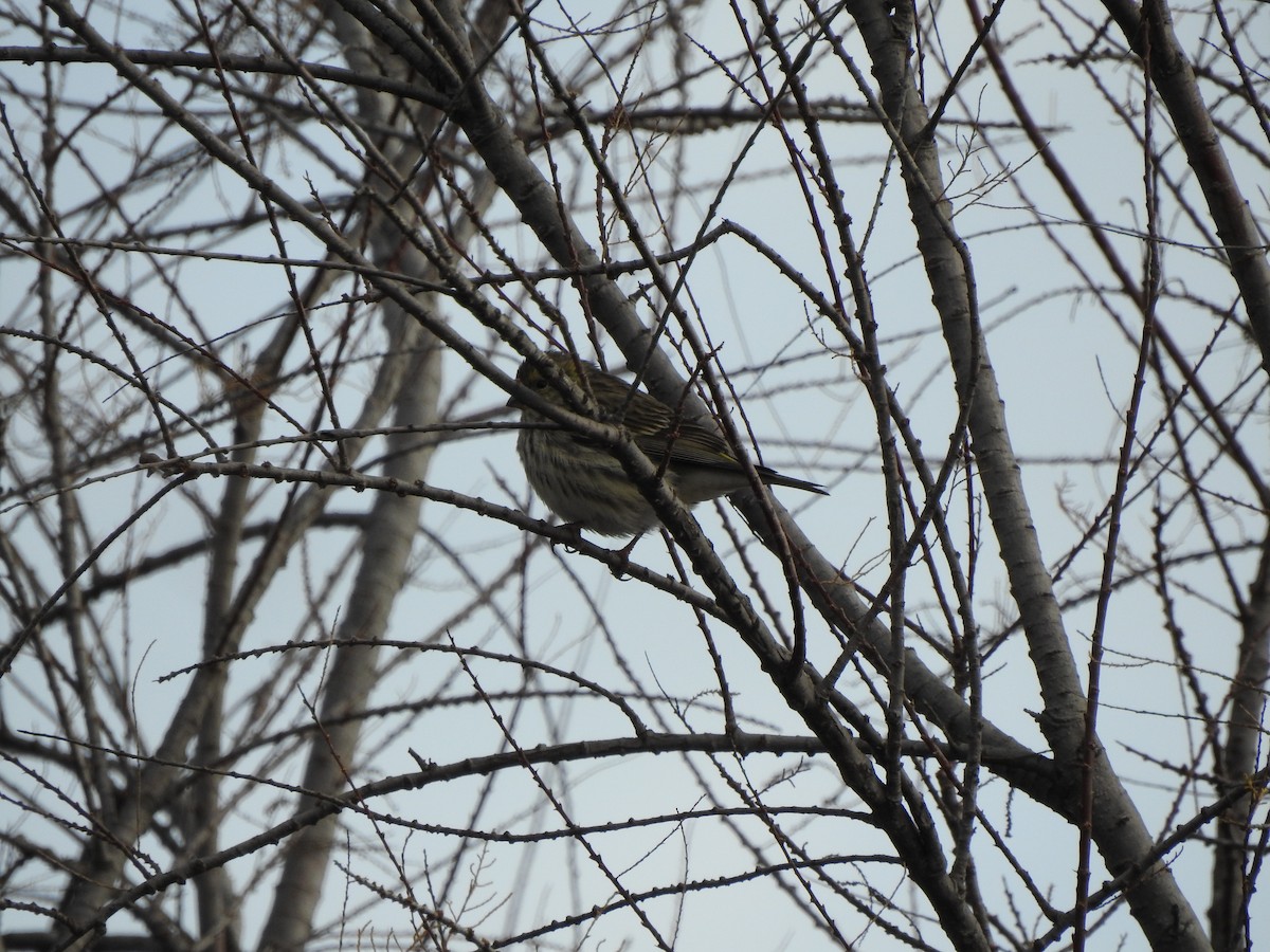 European Serin - Isaac Riera