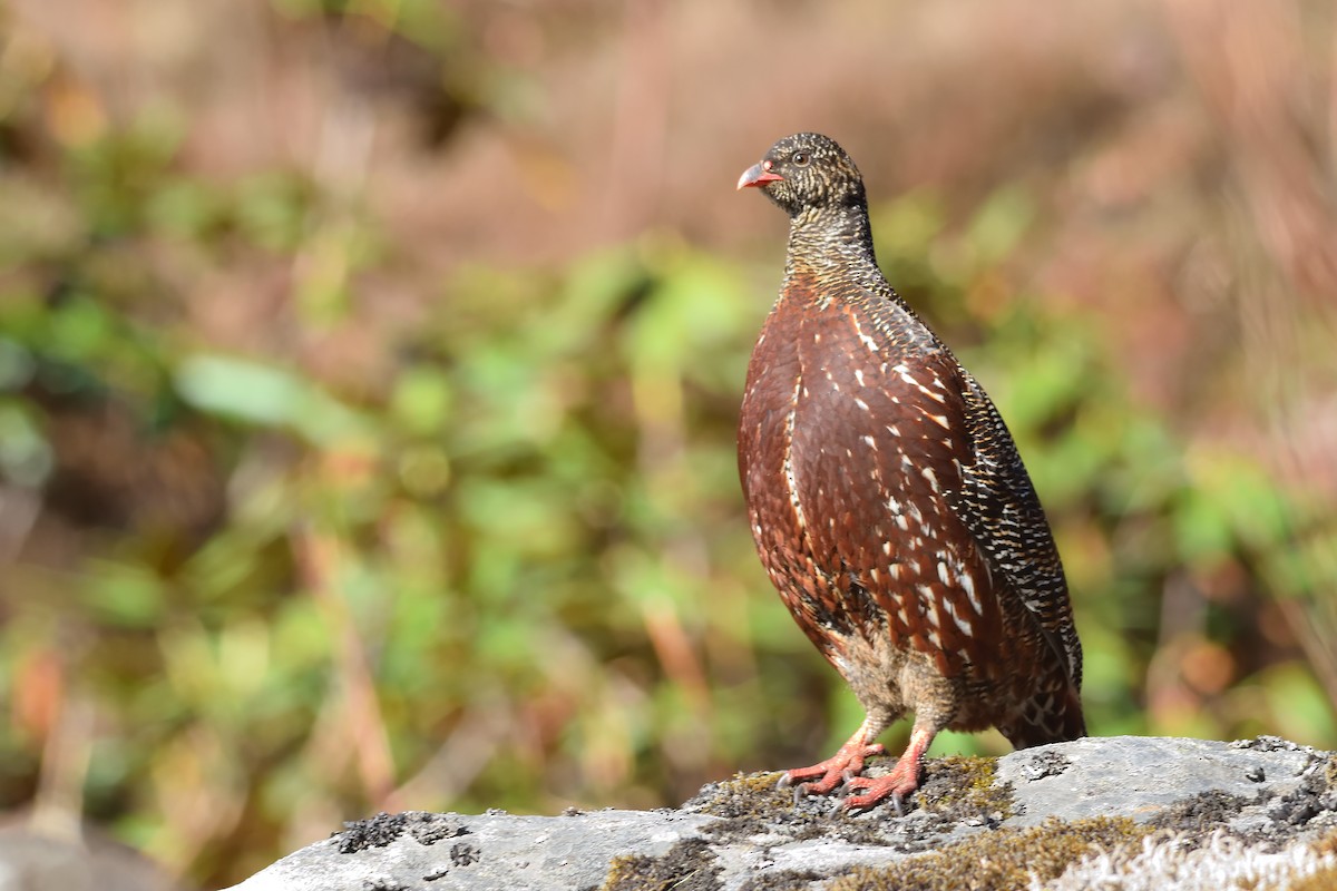 Snow Partridge - ML81860831