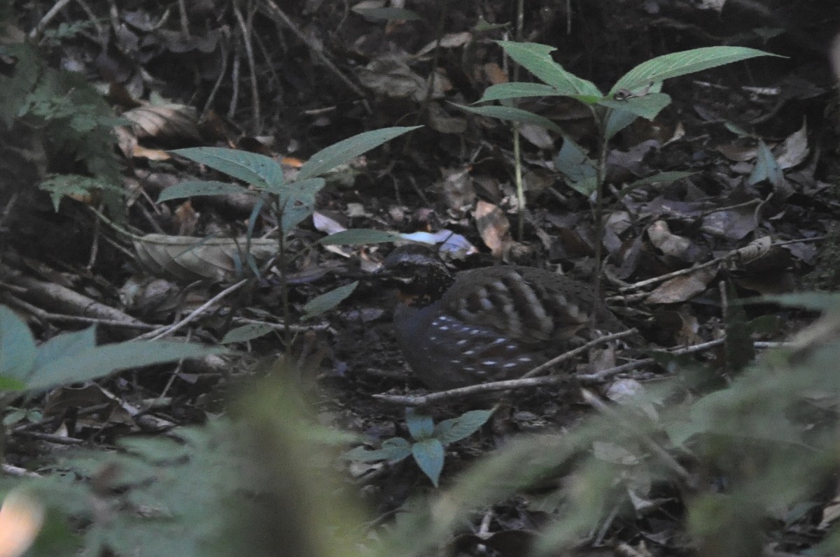 Rufous-throated Partridge - ML81862421
