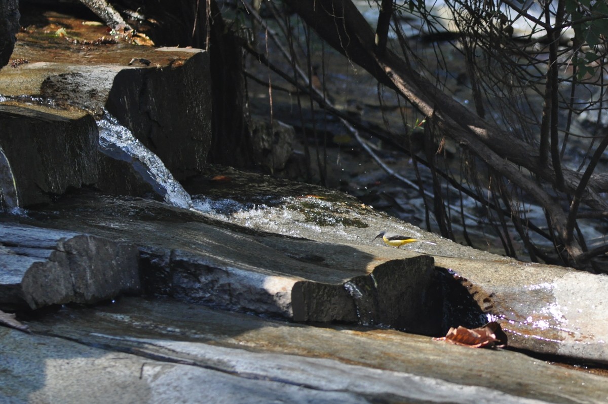 Gray Wagtail - ML81862761