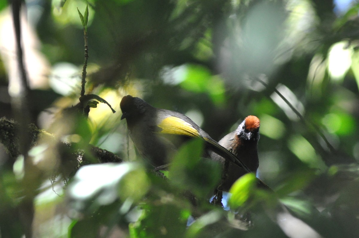 Silver-eared Laughingthrush - ML81862921