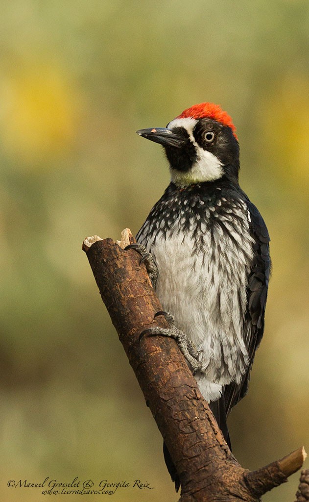 Acorn Woodpecker - manuel grosselet