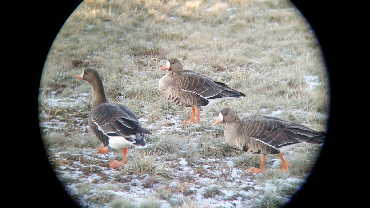 Greater White-fronted Goose - ML81865081