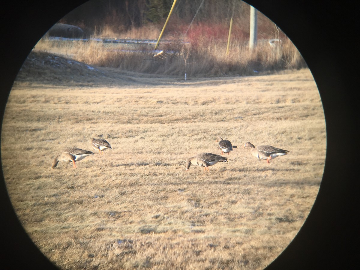 Greater White-fronted Goose - peter morrell