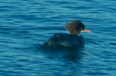 Common Merganser - ML81866751