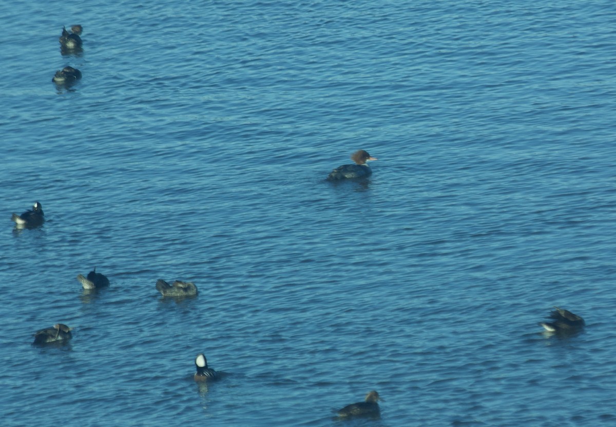 Common Merganser - ML81866761