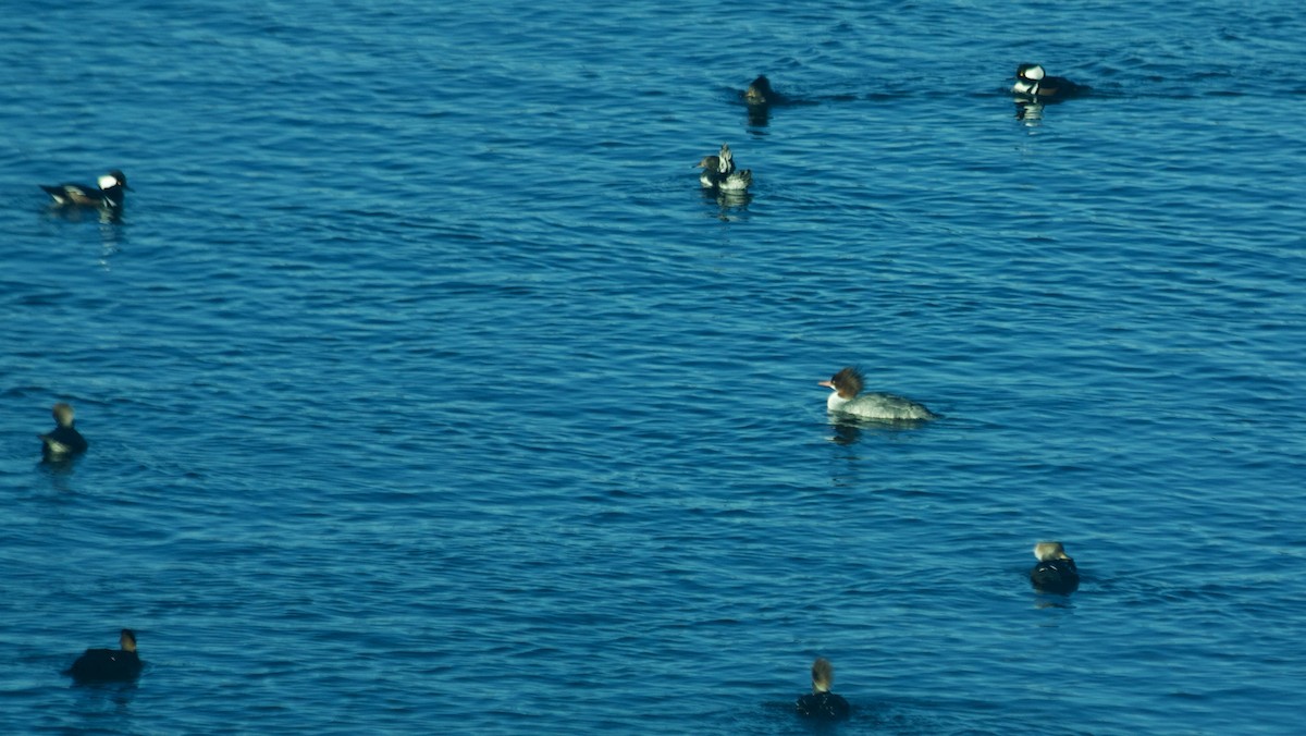 Common Merganser - ML81866771