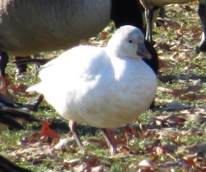 Ross's Goose - Ryan Serio