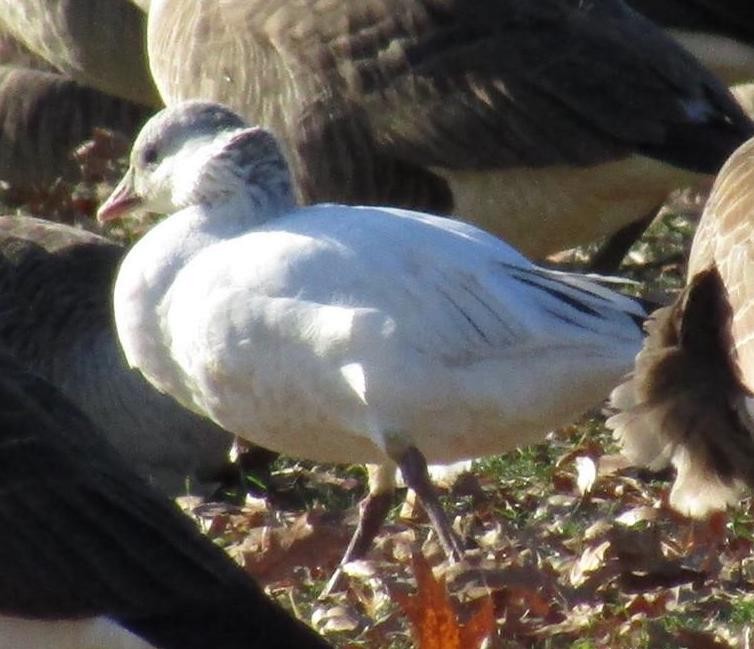 Ross's Goose - ML81866801