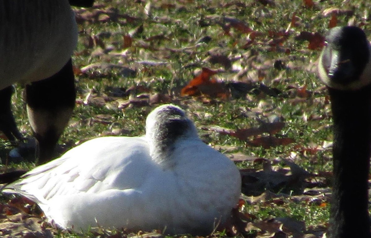 Ross's Goose - ML81866811