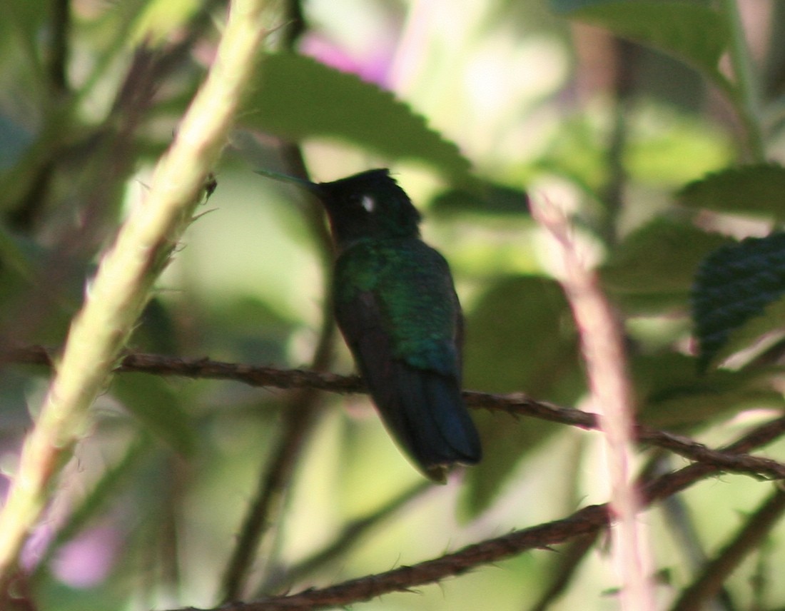 Violet-headed Hummingbird - ML81869661