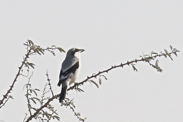 Great Gray Shrike (Steppe) - ML81869931