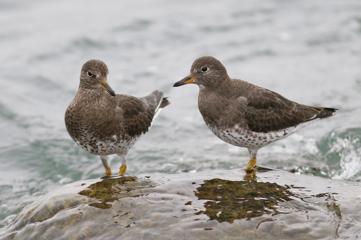 Surfbird - ML81870221