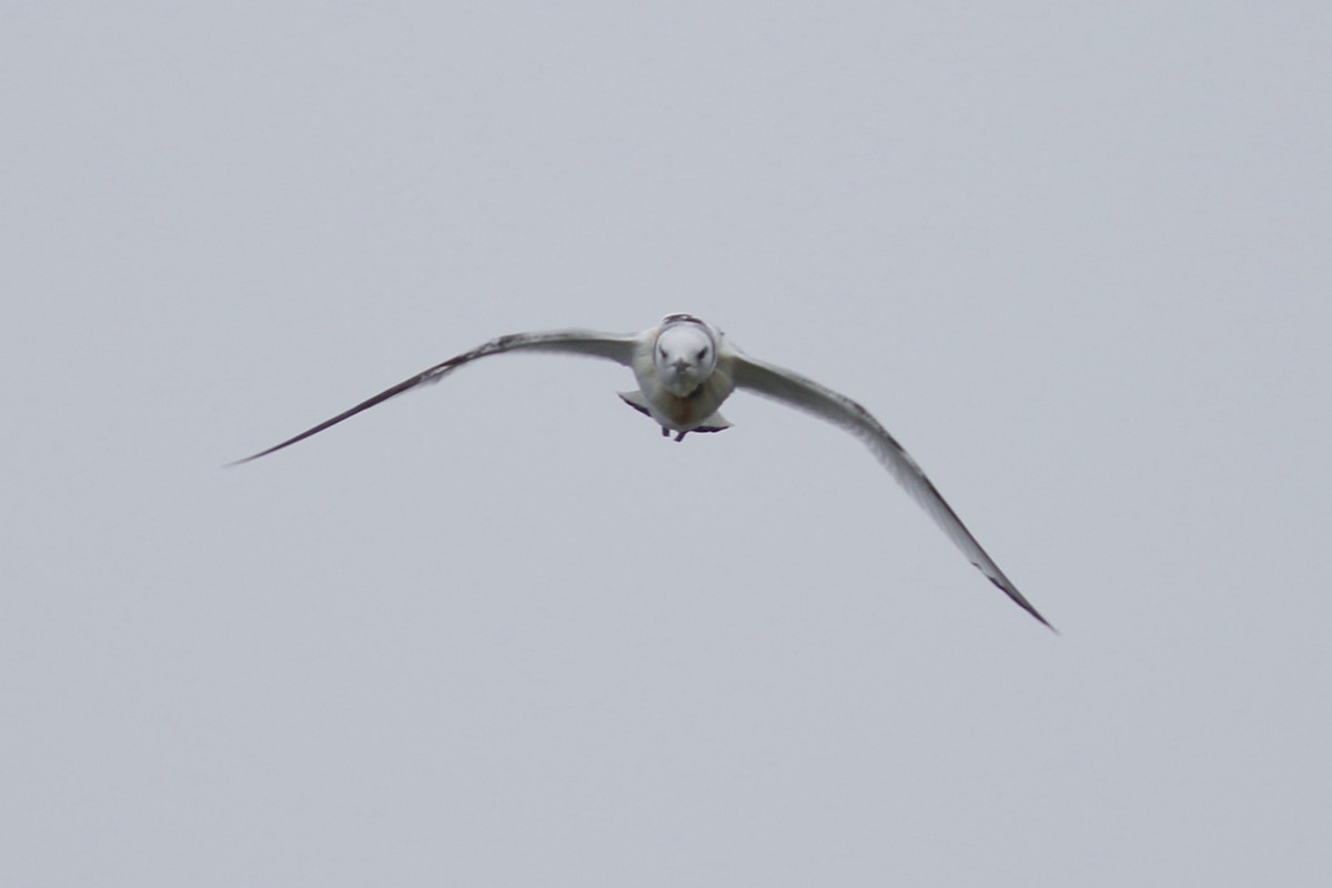 Black-legged Kittiwake - John C Sullivan