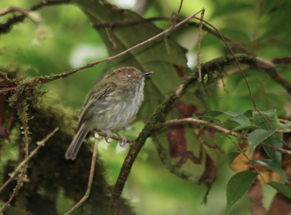 Scale-crested Pygmy-Tyrant - ML81870851