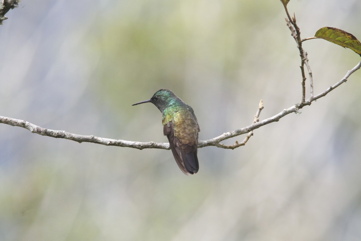 Snowy-bellied Hummingbird - ML81872531