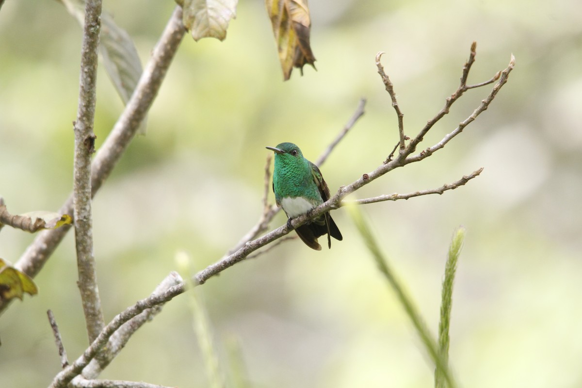 Snowy-bellied Hummingbird - ML81873091