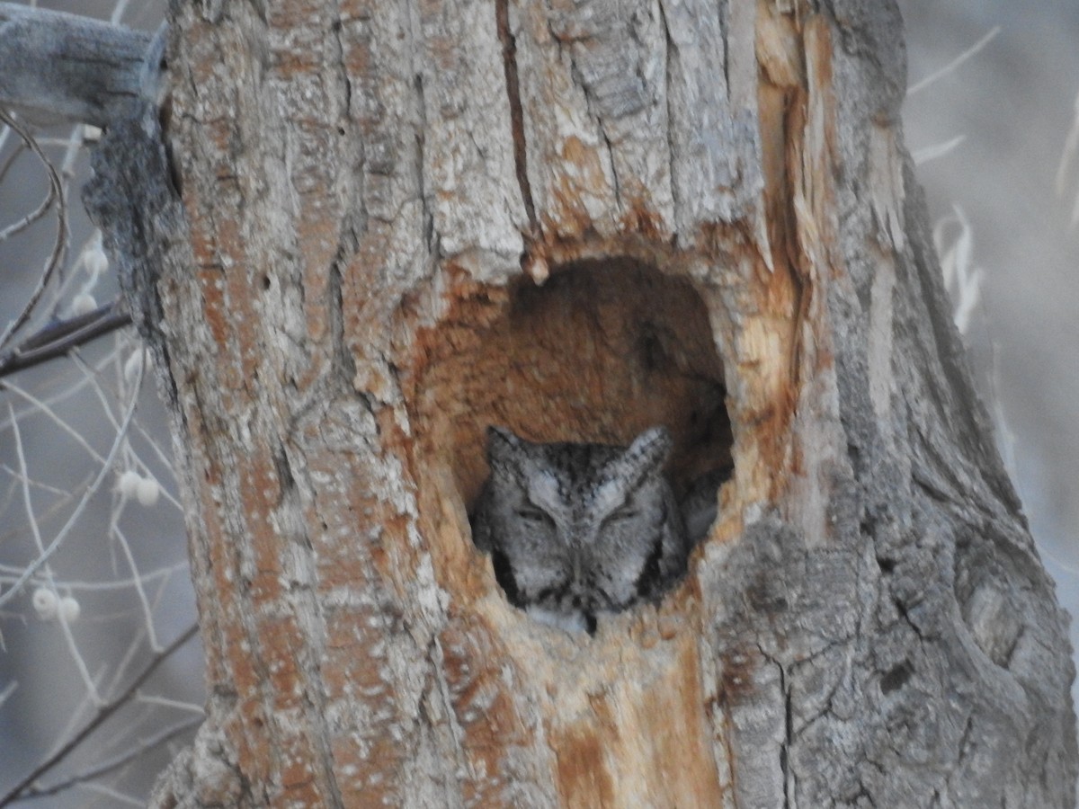 screech-owl sp. - ML81873661