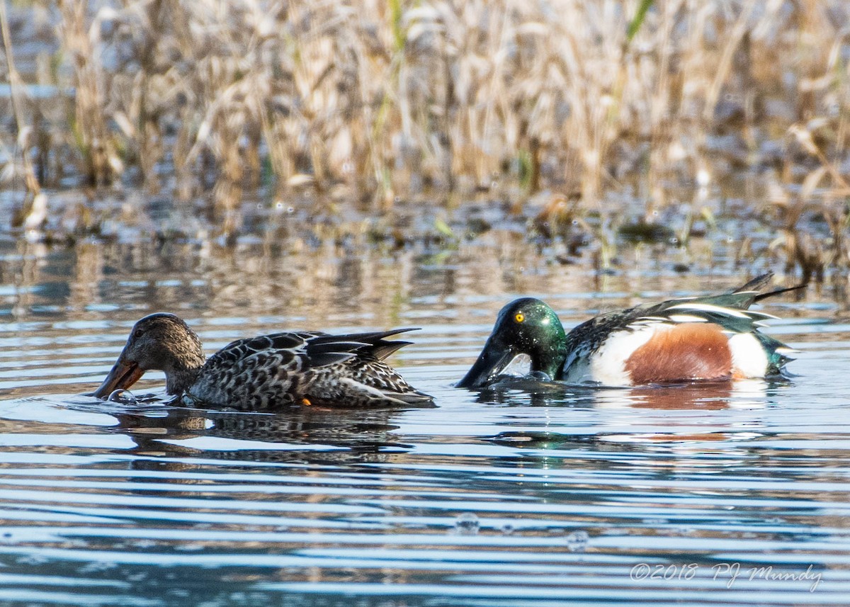 Northern Shoveler - Peggy Mundy