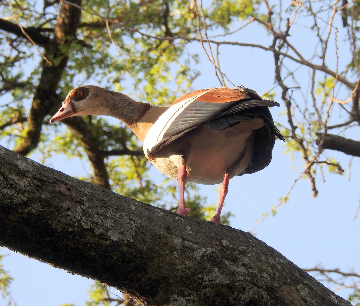 Egyptian Goose - ML81875301