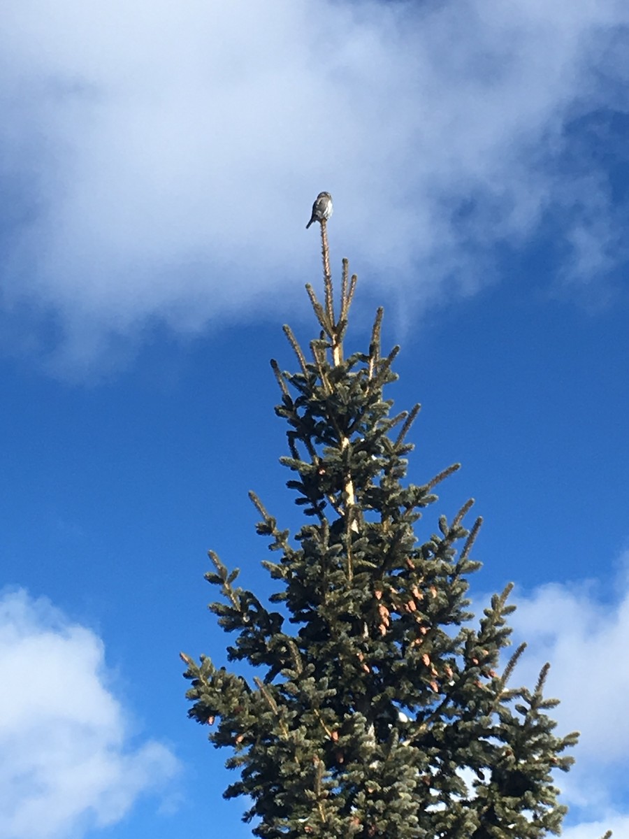 Northern Pygmy-Owl - ML81875961