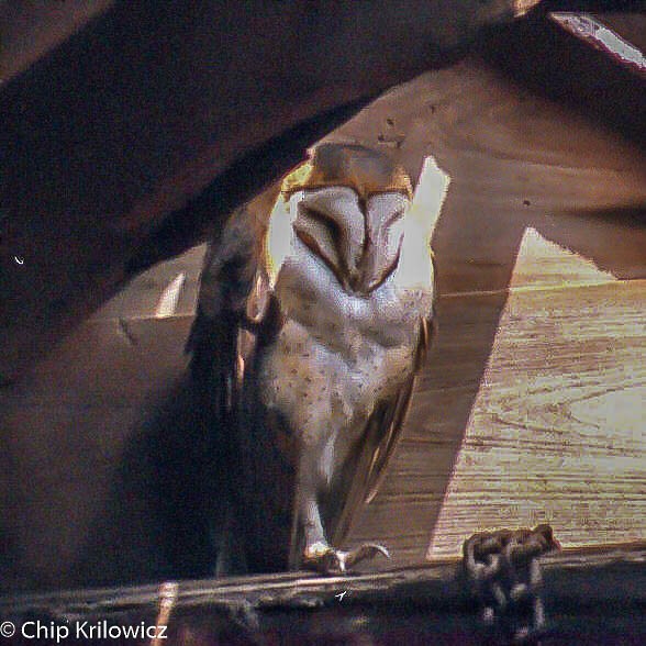 Barn Owl - ML81876641