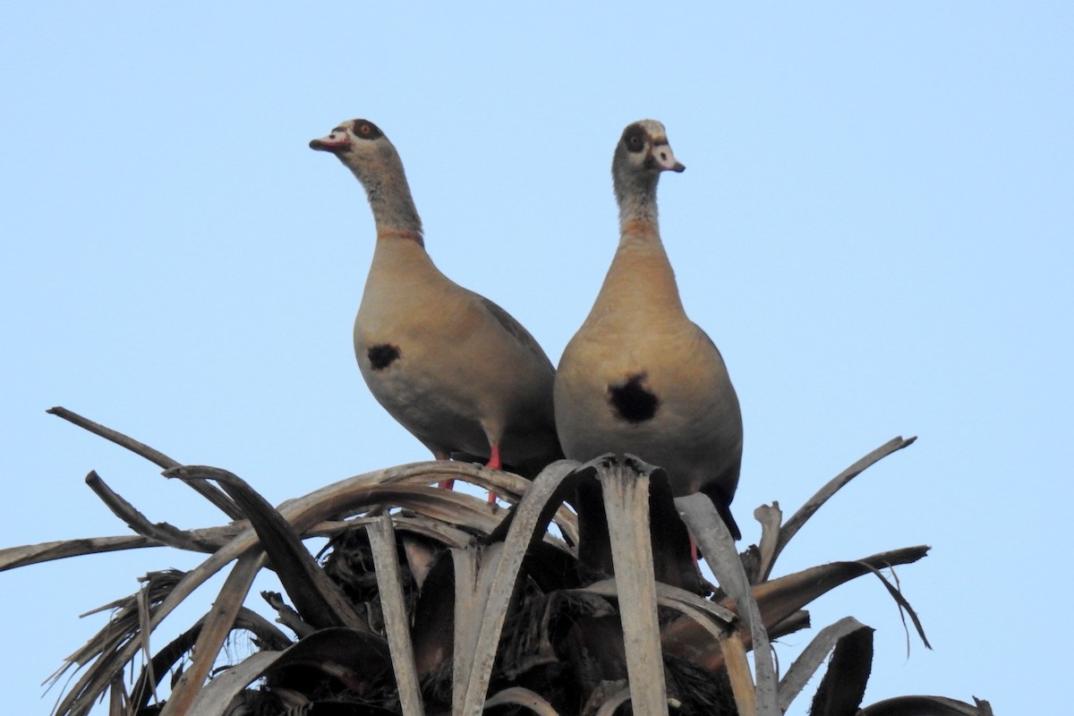 Egyptian Goose - ML81878241