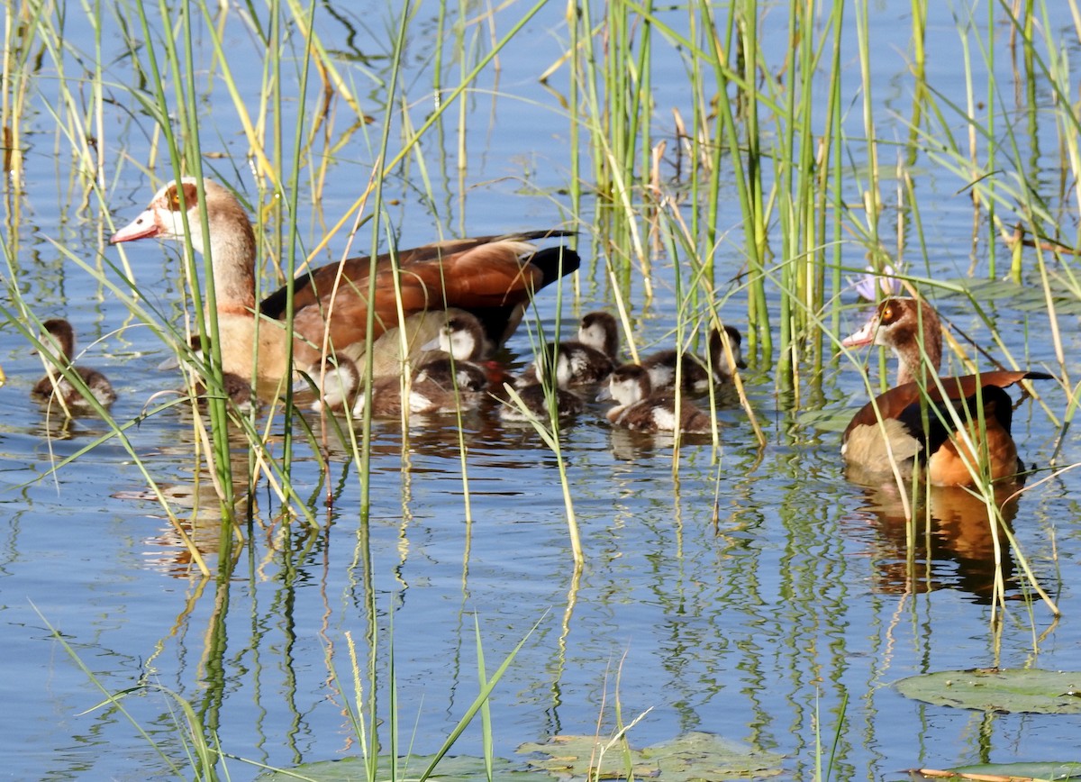 Egyptian Goose - ML81878471