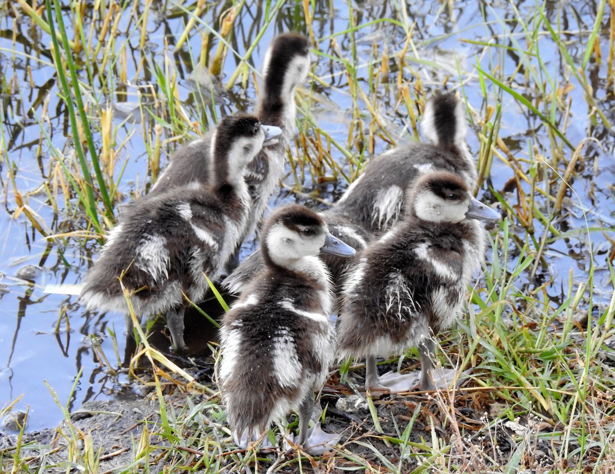 Nilgans - ML81878531