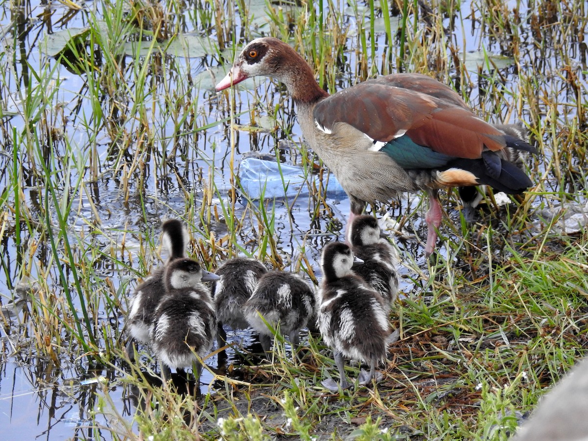 Egyptian Goose - ML81878541