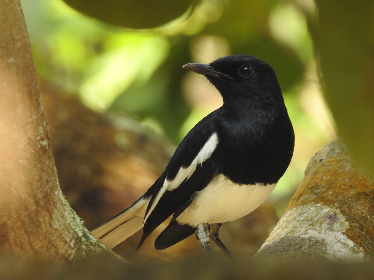 Oriental Magpie-Robin - Manoj Karingamadathil