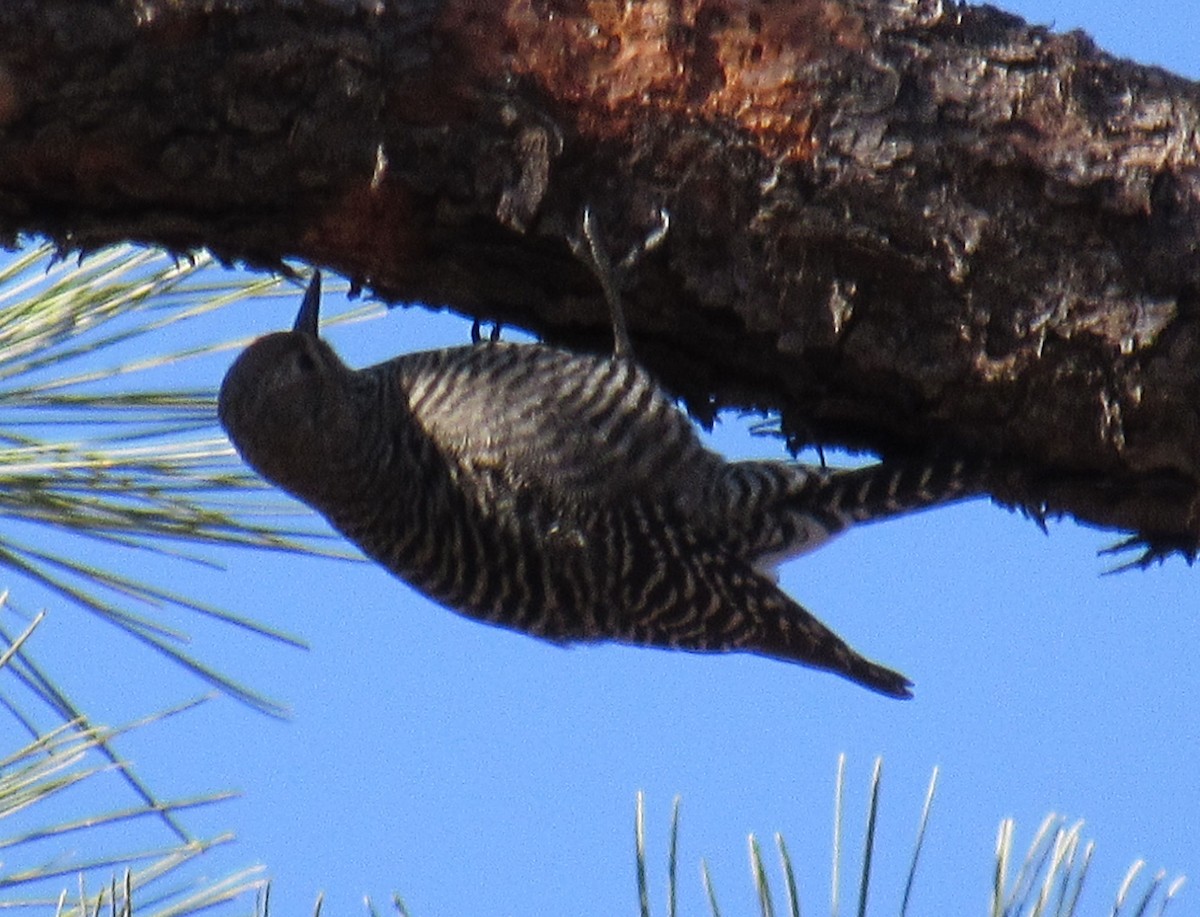 Williamson's Sapsucker - ML81880711