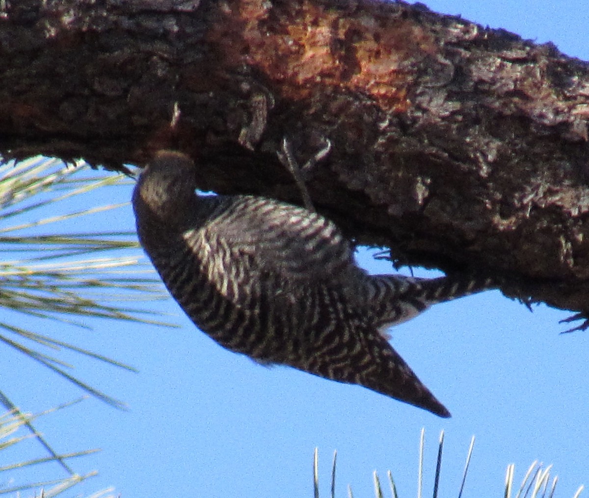 Williamson's Sapsucker - ML81880751