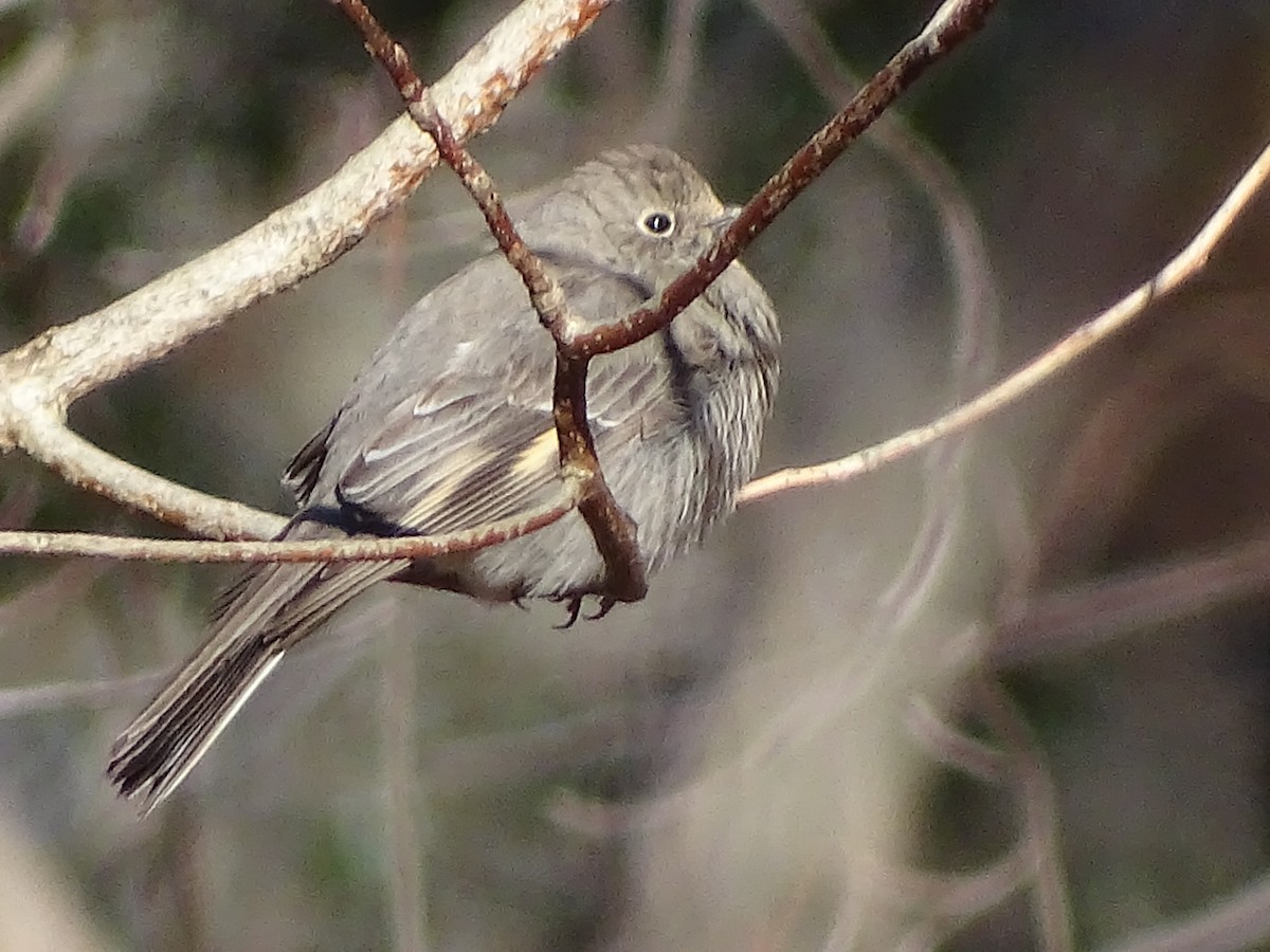 Townsend's Solitaire - ML81881901