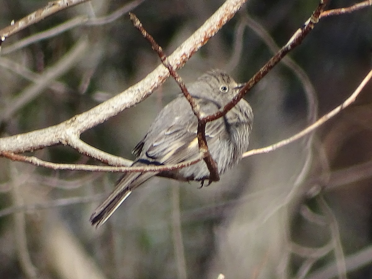 Townsend's Solitaire - Molly Adams