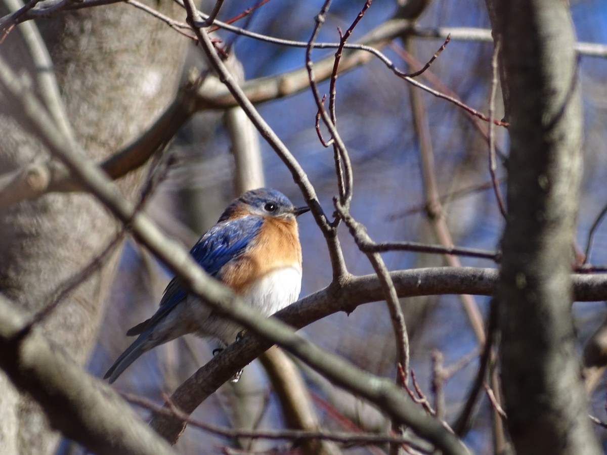 Eastern Bluebird - ML81882151